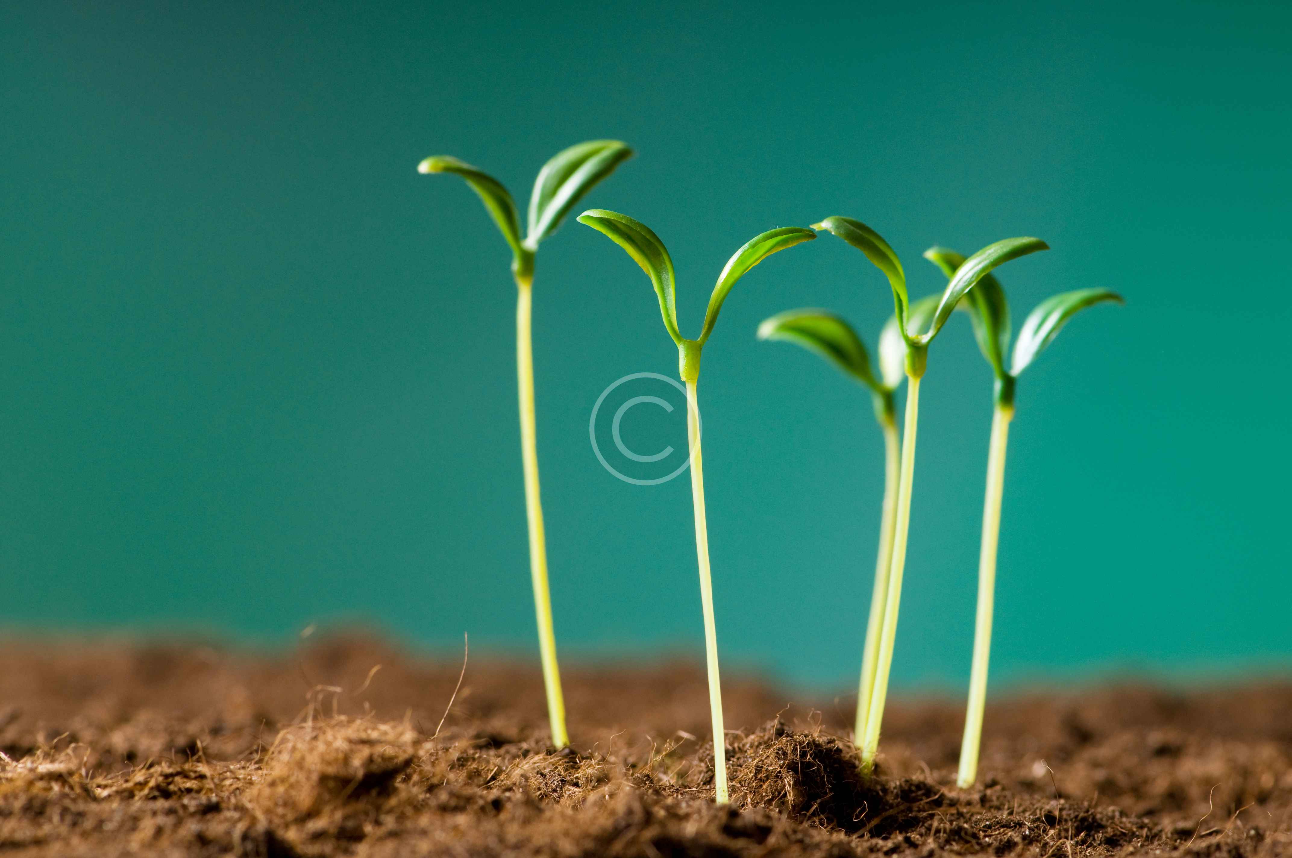 bigstock-Green-seedling-illustrating-co-14319230-2